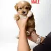 Maltipoo puppy for Sale in Puchong KL Malaysia