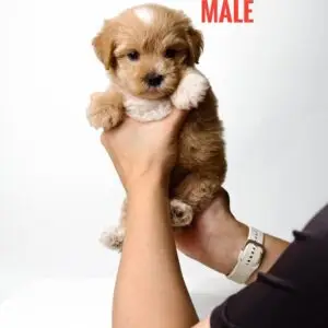 Maltipoo puppy for Sale in Puchong KL Malaysia