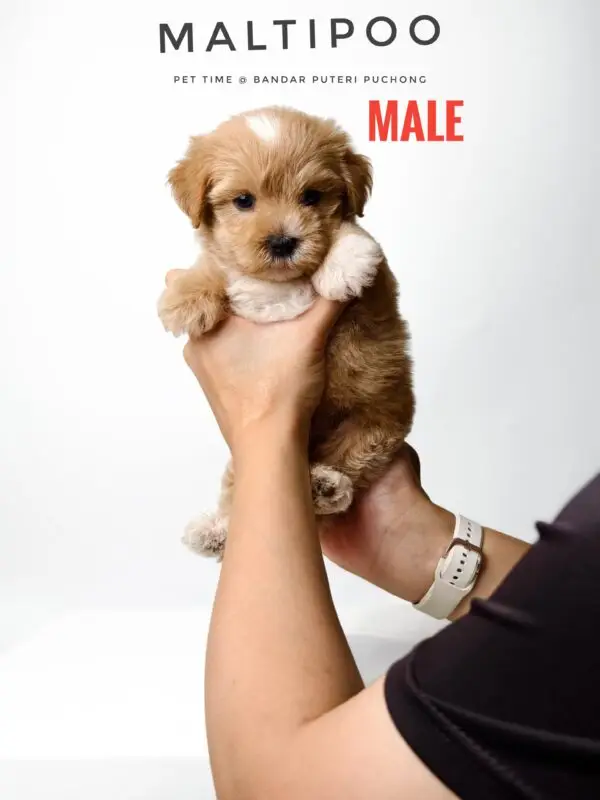 Maltipoo puppy for Sale in Puchong KL Malaysia