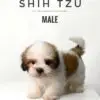 Shih Tzu puppy for Sale in Puchong KL Malaysia