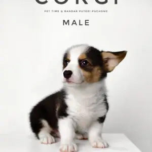 Corgi puppy for Sale in Puchong KL Malaysia