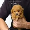 Tiny Poodle puppy for Sale in Puchong KL Malaysia