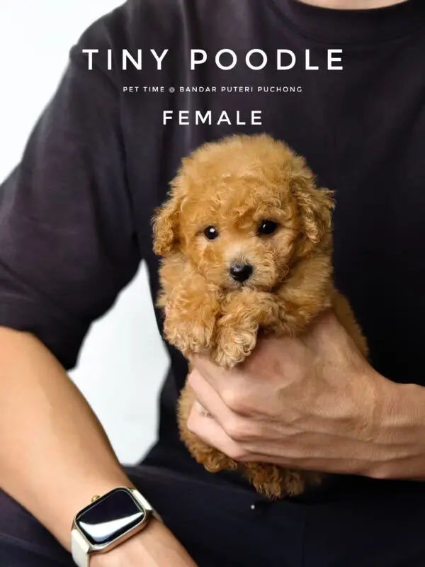 Tiny Poodle puppy for Sale in Puchong KL Malaysia