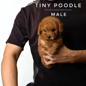 Tiny Poodle puppy for Sale in Puchong KL Malaysia