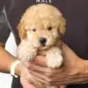 Tiny Poodle puppy for Sale in Puchong KL Malaysia