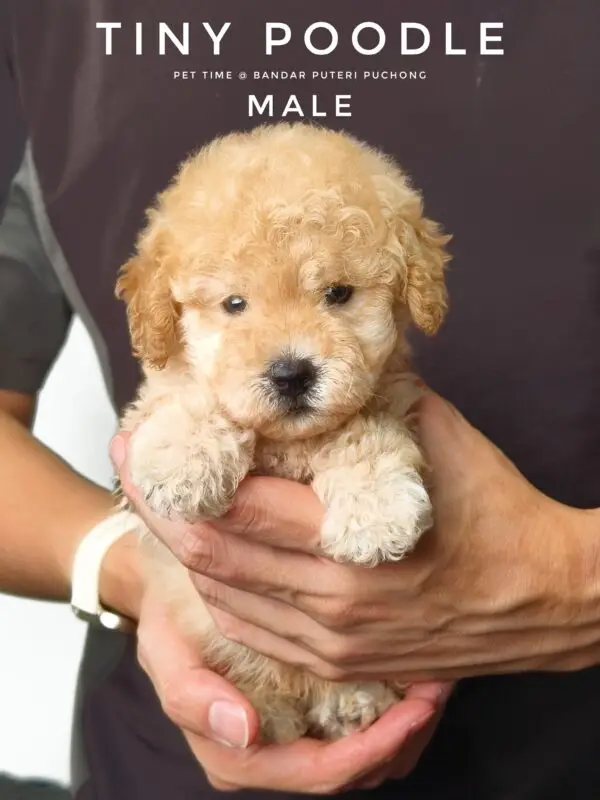 Tiny Poodle puppy for Sale in Puchong KL Malaysia