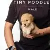 Tiny Poodle puppy for Sale in Puchong KL Malaysia