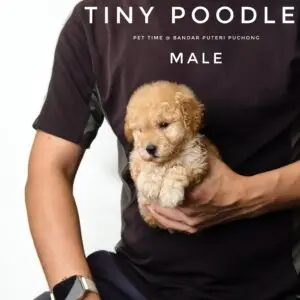 Tiny Poodle puppy for Sale in Puchong KL Malaysia