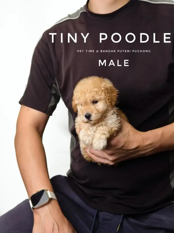Tiny Poodle puppy for Sale in Puchong KL Malaysia