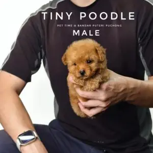 Tiny Poodle puppy for Sale in Puchong KL Malaysia