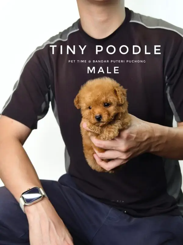Tiny Poodle puppy for Sale in Puchong KL Malaysia