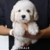 Poochon puppy for Sale in Puchong KL Malaysia