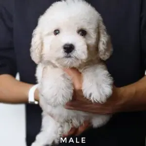 Poochon puppy for Sale in Puchong KL Malaysia