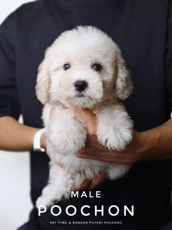 Poochon puppy for Sale in Puchong KL Malaysia