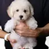 Poochon puppy for Sale in Puchong KL Malaysia
