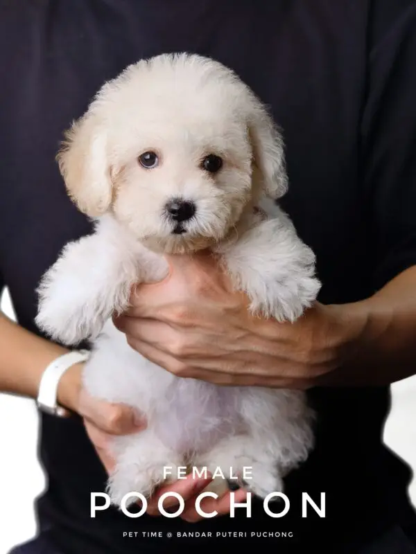 Poochon puppy for Sale in Puchong KL Malaysia
