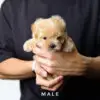 Maltipoo puppy for Sale in Puchong KL Malaysia