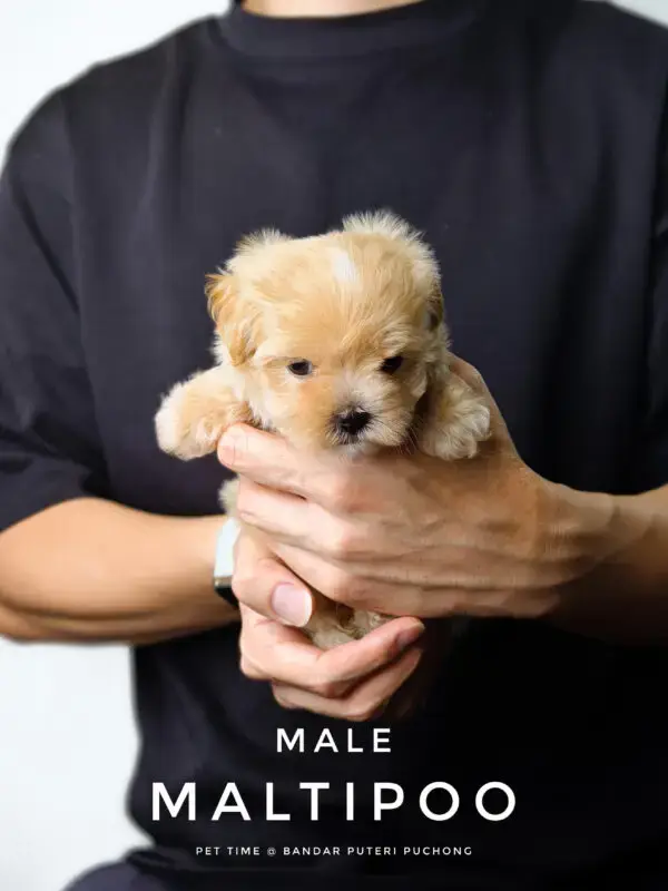 Maltipoo puppy for Sale in Puchong KL Malaysia