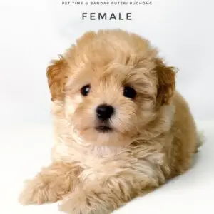 Maltipoo puppy for Sale in Puchong KL Malaysia