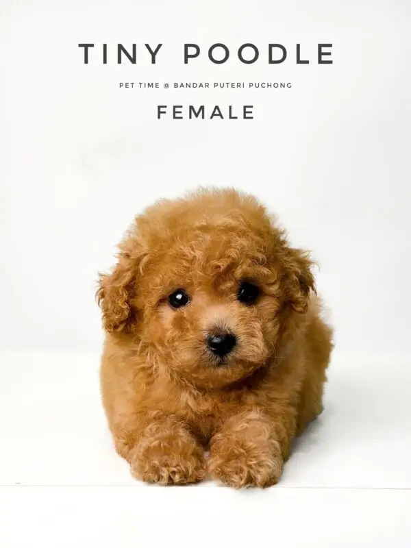 Tiny Poodle puppy for Sale in Puchong KL Malaysia