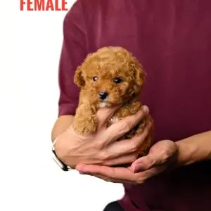 Tiny Poodle puppy for Sale in Puchong KL Malaysia
