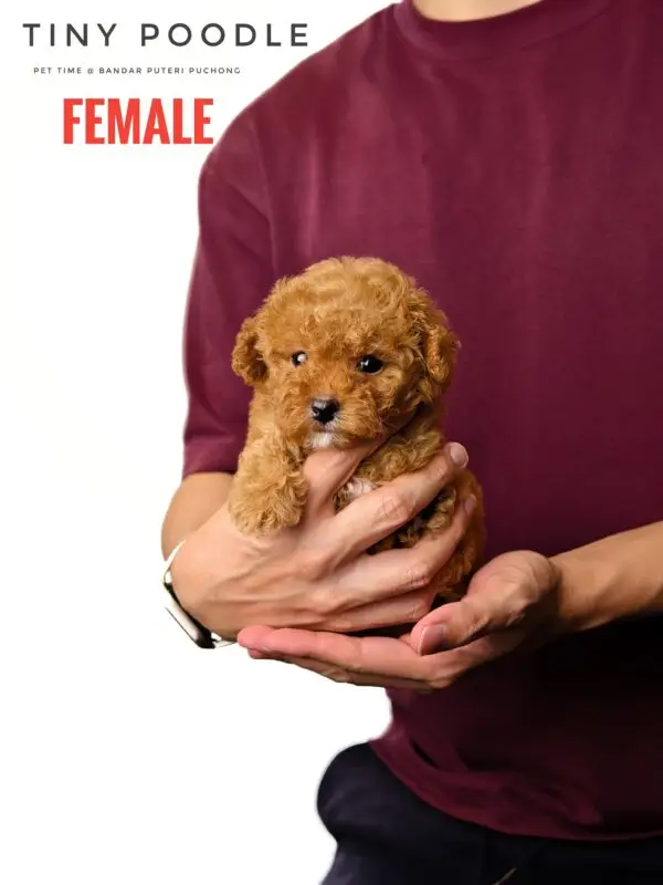 Tiny Poodle puppy for Sale in Puchong KL Malaysia