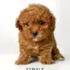 Tiny Poodle puppy for Sale in Puchong KL Malaysia