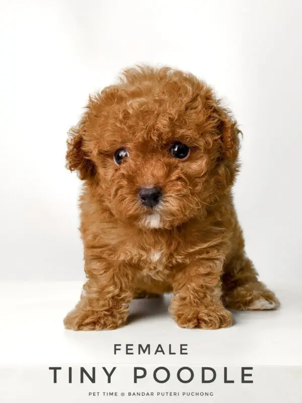 Tiny Poodle puppy for Sale in Puchong KL Malaysia
