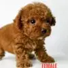 Tiny Poodle puppy for Sale in Puchong KL Malaysia