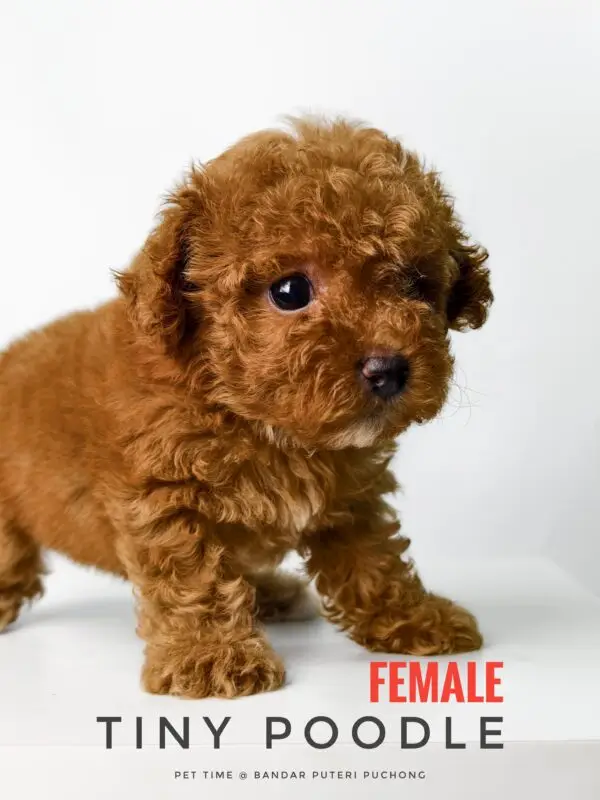 Tiny Poodle puppy for Sale in Puchong KL Malaysia