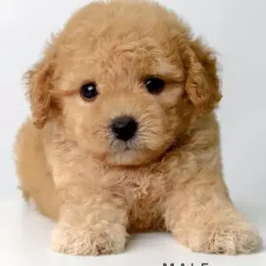 Tiny Poodle puppy for Sale in Puchong KL Malaysia