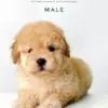 Tiny Poodle puppy for Sale in Puchong KL Malaysia