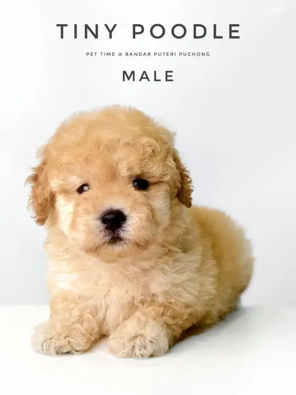 Tiny Poodle puppy for Sale in Puchong KL Malaysia