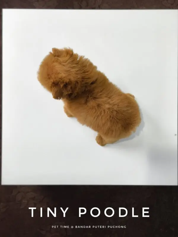 Tiny Poodle puppy for Sale in Puchong KL Malaysia