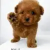 Tiny Poodle puppy for Sale in Puchong KL Malaysia