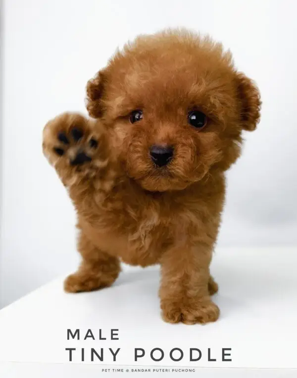 Tiny Poodle puppy for Sale in Puchong KL Malaysia