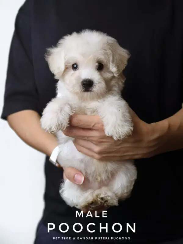 Poochon puppy for Sale in Puchong KL Malaysia