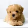 Maltipoo puppy for Sale in Puchong KL Malaysia