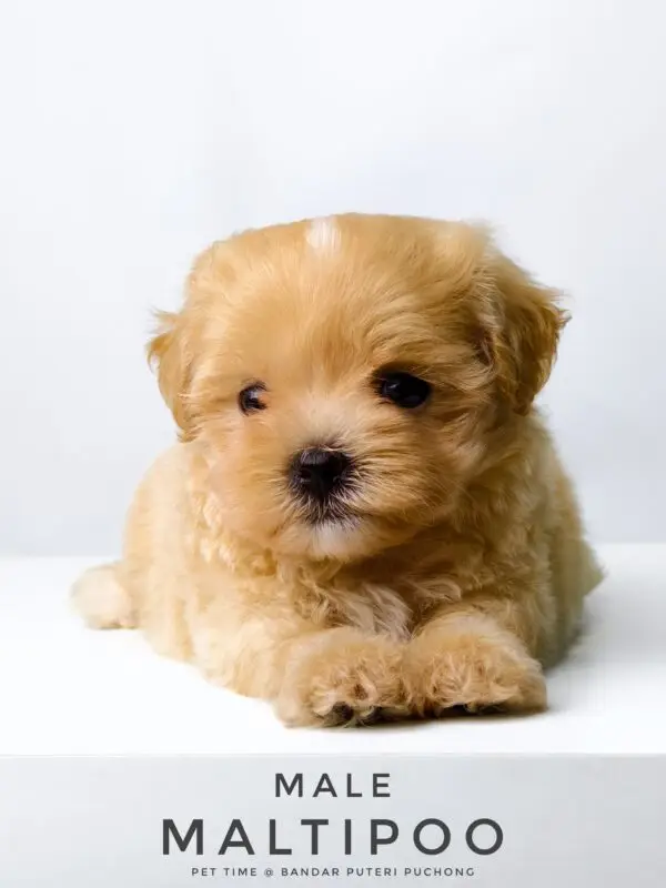 Maltipoo puppy for Sale in Puchong KL Malaysia