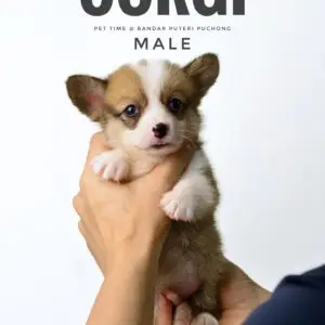 Corgi puppy for Sale in Puchong KL Malaysia