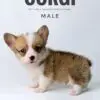 Corgi puppy for Sale in Puchong KL Malaysia