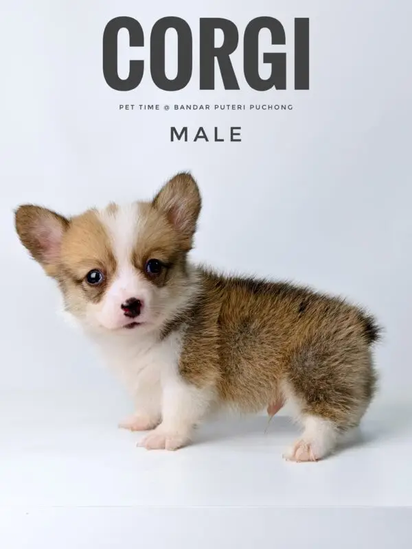 Corgi puppy for Sale in Puchong KL Malaysia
