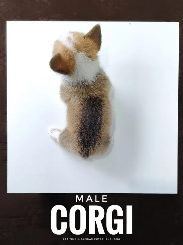Corgi puppy for Sale in Puchong KL Malaysia