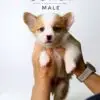 Corgi puppy for Sale in Puchong KL Malaysia