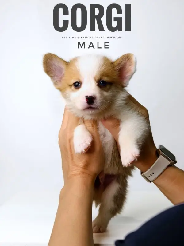 Corgi puppy for Sale in Puchong KL Malaysia