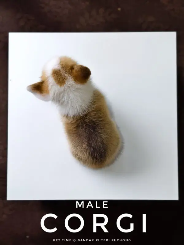 Corgi puppy for Sale in Puchong KL Malaysia