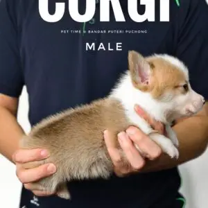 Corgi puppy for Sale in Puchong KL Malaysia