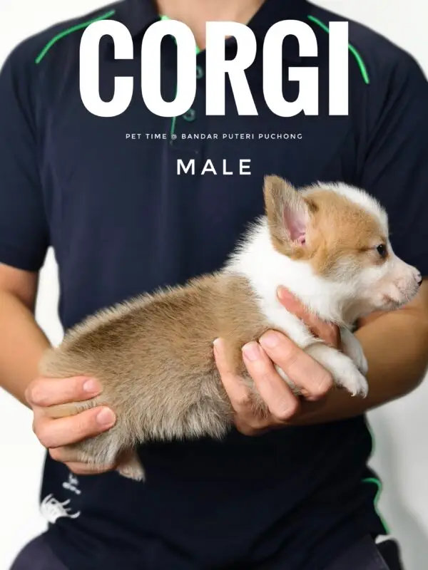 Corgi puppy for Sale in Puchong KL Malaysia