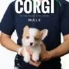 Corgi puppy for Sale in Puchong KL Malaysia