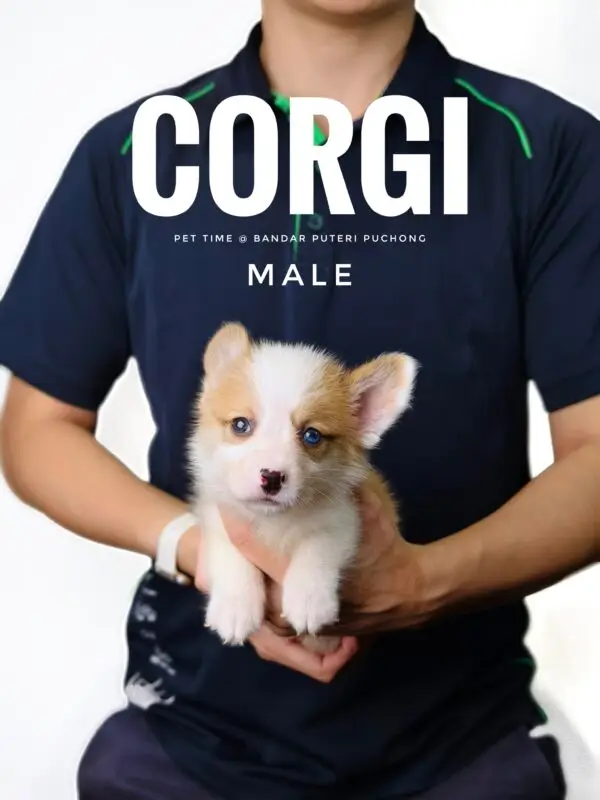 Corgi puppy for Sale in Puchong KL Malaysia